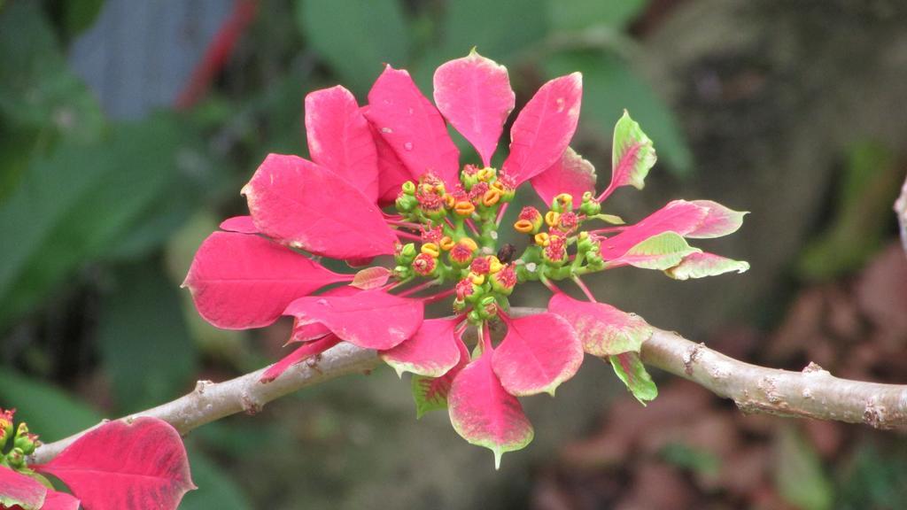 Pousada Laranja Lima Praia do Rosa Extérieur photo